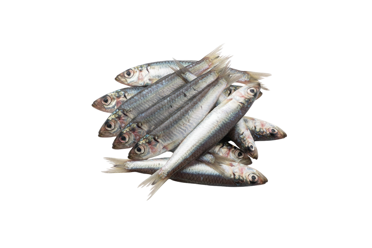 Anchovy / Nethili / நெத்திலி