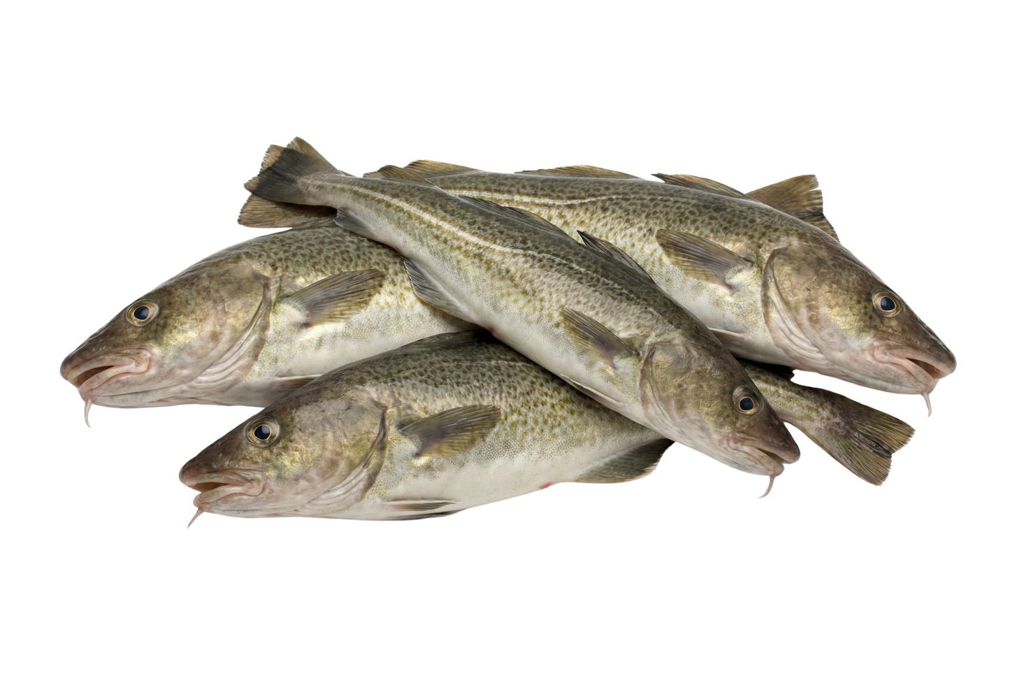 Cod Fish / Kalavan / கலவான் (Medium)
