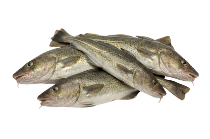 Cod Fish / Kalavan / கலவான் (Medium)