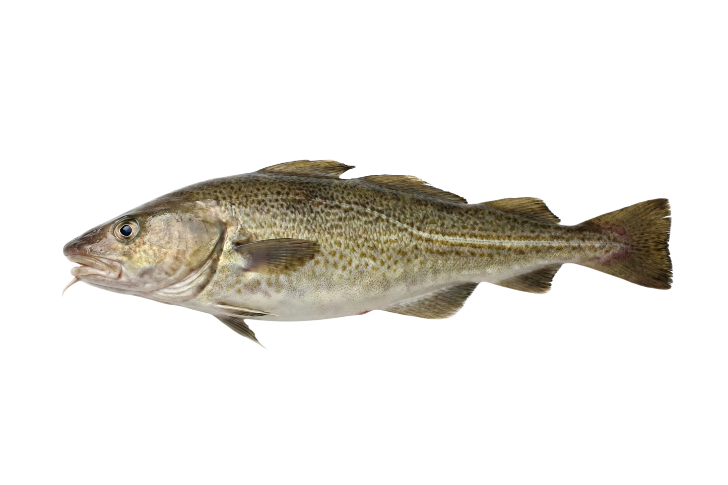 Cod Fish / Kalavan / கலவான் (Medium)