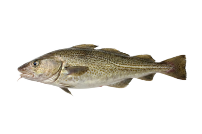 Cod Fish / Kalavan / கலவான் (Medium)