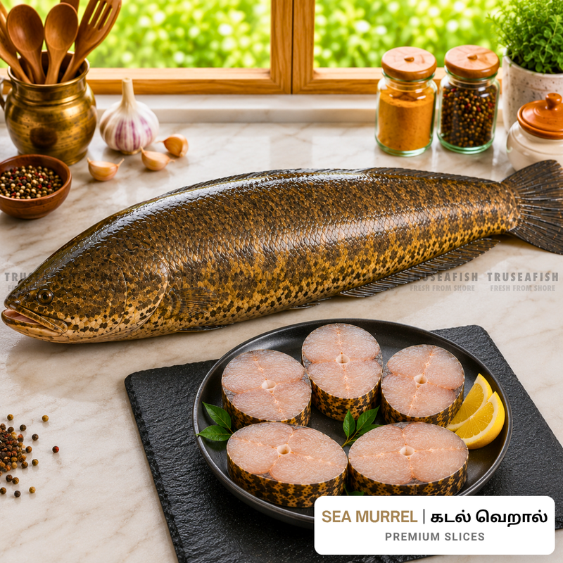 Sea Murrel (Kadal Veral) Premium Slices