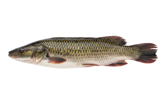 Live Sea Murrel / Kadal Veral / கடல் வெறால்