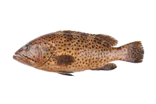 Live Spot Grouper / Kalava / கலவா