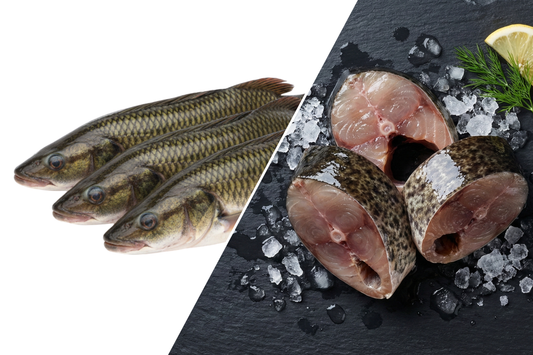 Sea Murrel / Kadal Veral / கடல் வெறால் (Medium)