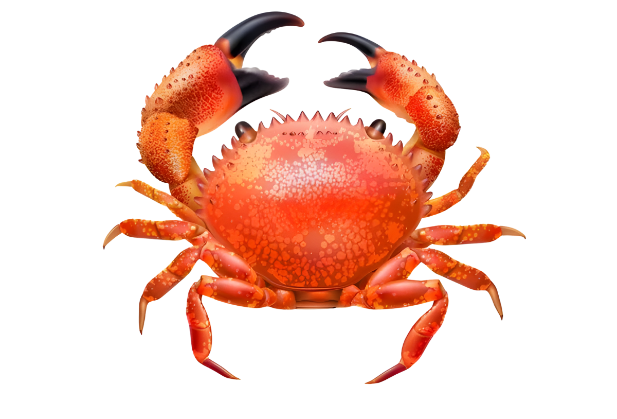 Crab