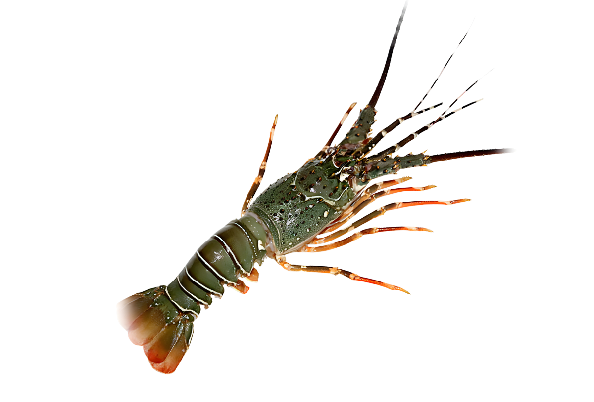 Lobster