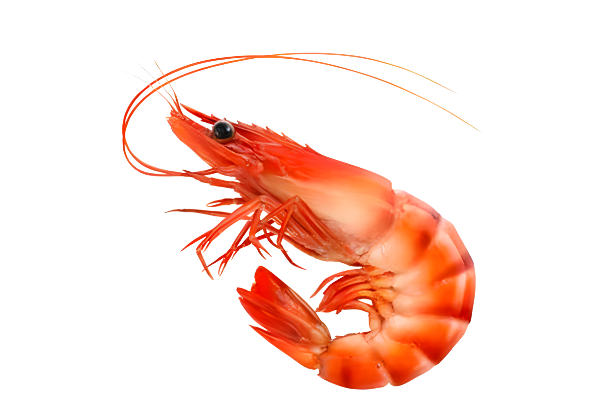 Prawn